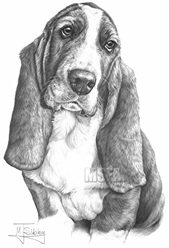 341x500 gdf galleries basset hound drawing giclee print - Basset Hound Drawing