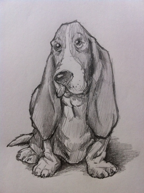 478x640 how to draw a basset hound dog feltmagnet - Basset Hound Drawing