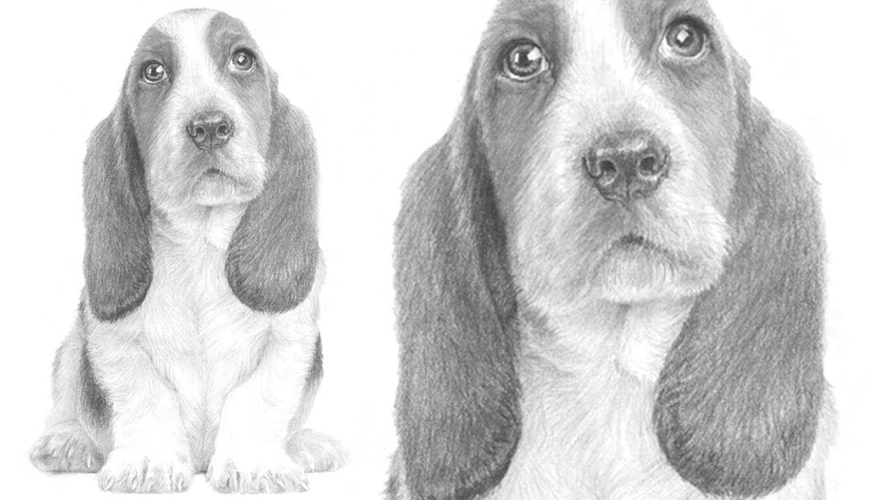 1280x720 how to draw a basset hound puppy - Basset Hound Drawing