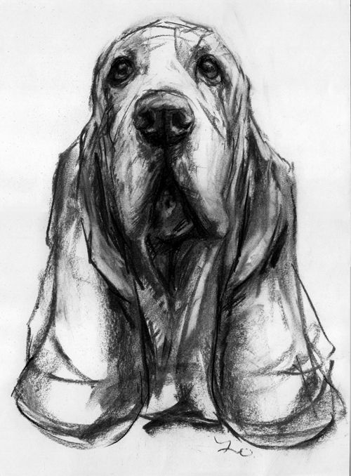 500x678 pin on bernie - Basset Hound Drawing