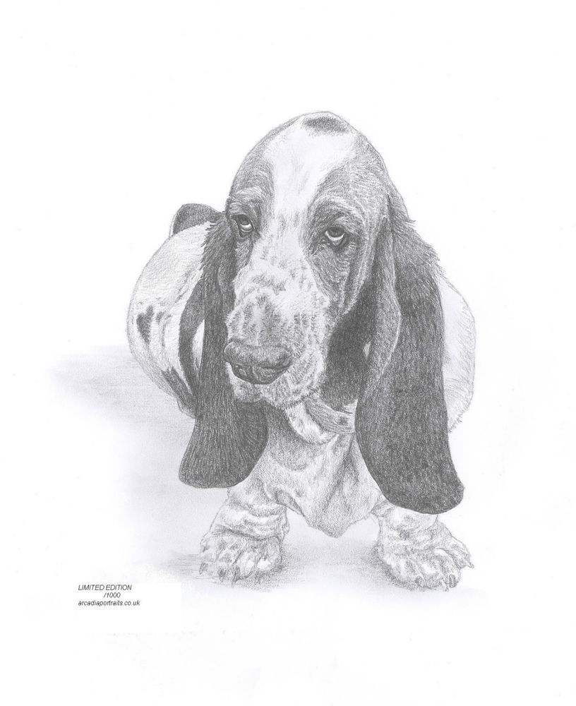 Basset Hound Drawing at PaintingValley.com | Explore collection of ...