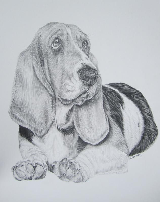 633x800 basset hound pencil - Basset Hound Drawing