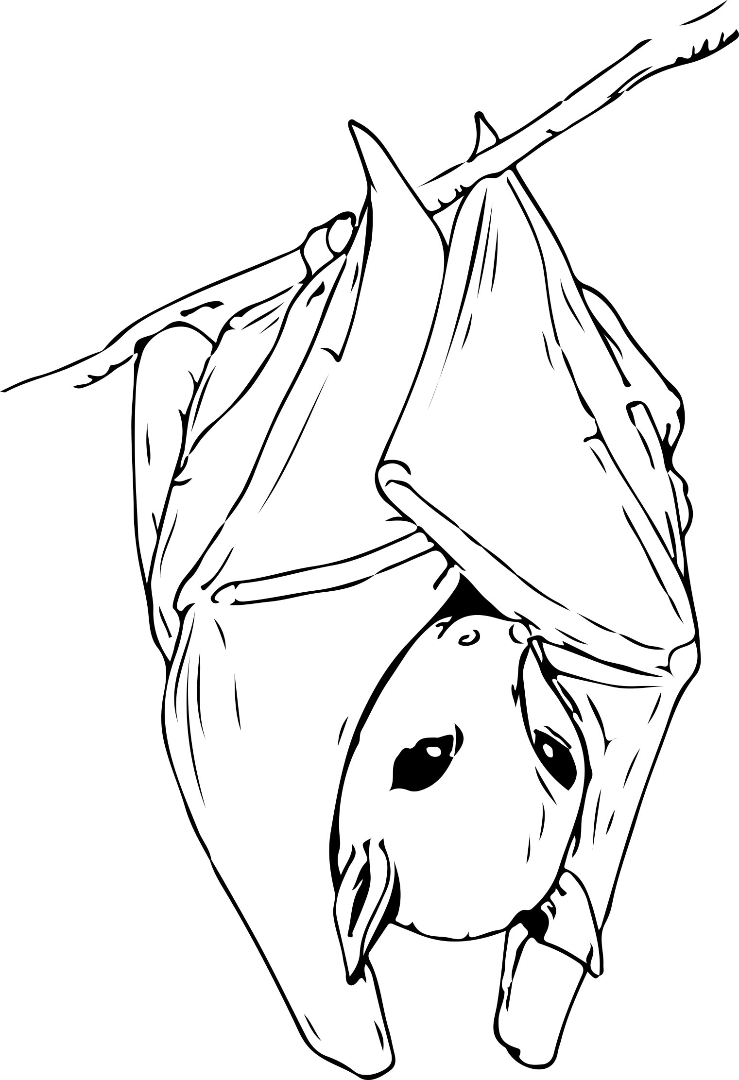 1521x2223 fruit bat jessica enlow - Bat Drawing