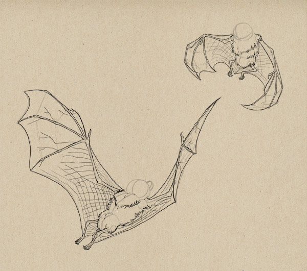 600x531 how to draw animals bats - Bat Drawing