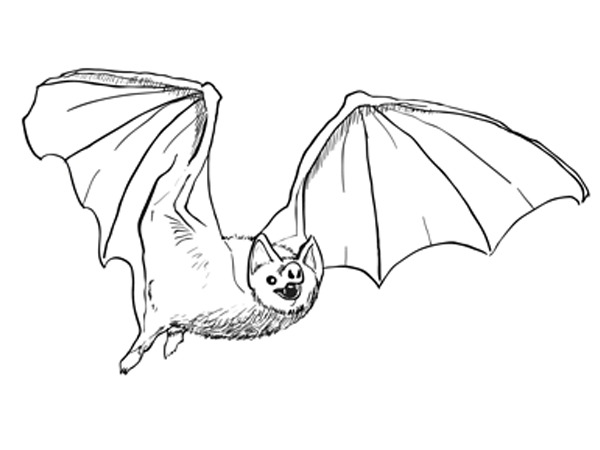 600x450 How To Draw A Bat Step - Bat Drawing