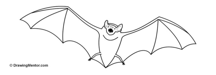755x264 How To Draw A Bat Tutorial - Bat Drawing