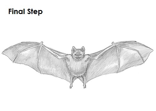 500x356 How To Draw A Bat - Bat Drawing