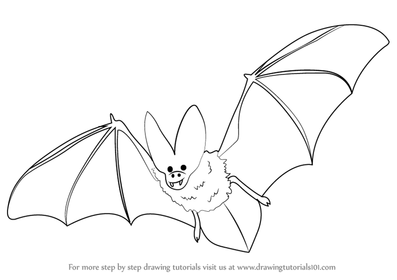 800x565 Learn How To Draw A Bat - Bat Drawing
