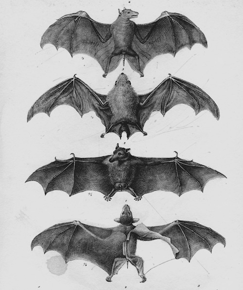 500x598 drawing art bat draw link bats anatomy chart reference tutorial - Bat Drawing