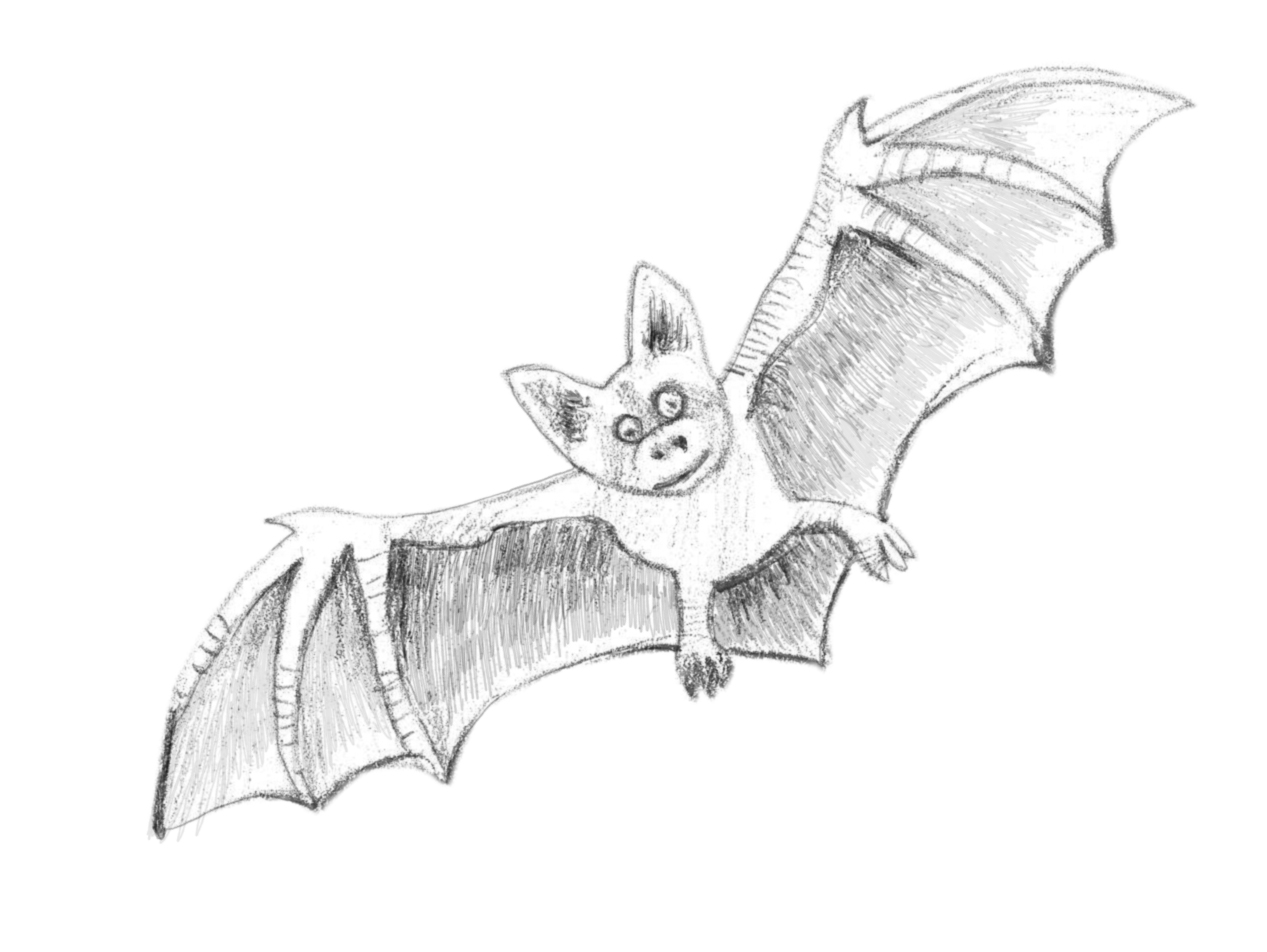 1267x952 How To Draw A Bat - Bat Drawing Images