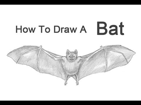 480x360 How To Draw A Bat - Bat Drawing Images