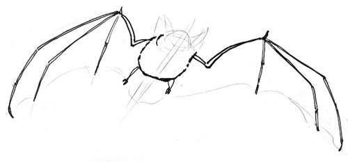 500x233 How To Draw A Bat - Bat Drawing Images