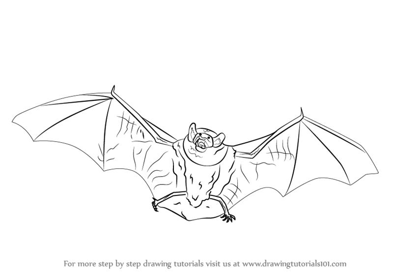 800x565 Learn How To Draw A Little Brown Bat - Bat Drawing Images