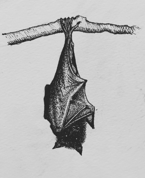500x613 drawing art bat halloween artwork ink sketch bats artists - Bat Drawing Images