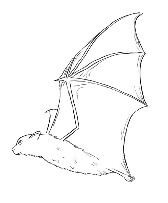 664x802 how to draw a bat draw central drawings, draw a bat, outline - Bat Drawing Outline