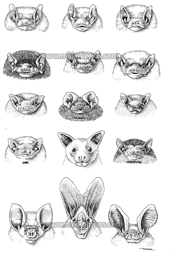 600x901 Fifteen Bat Faces - Bat Face Drawing