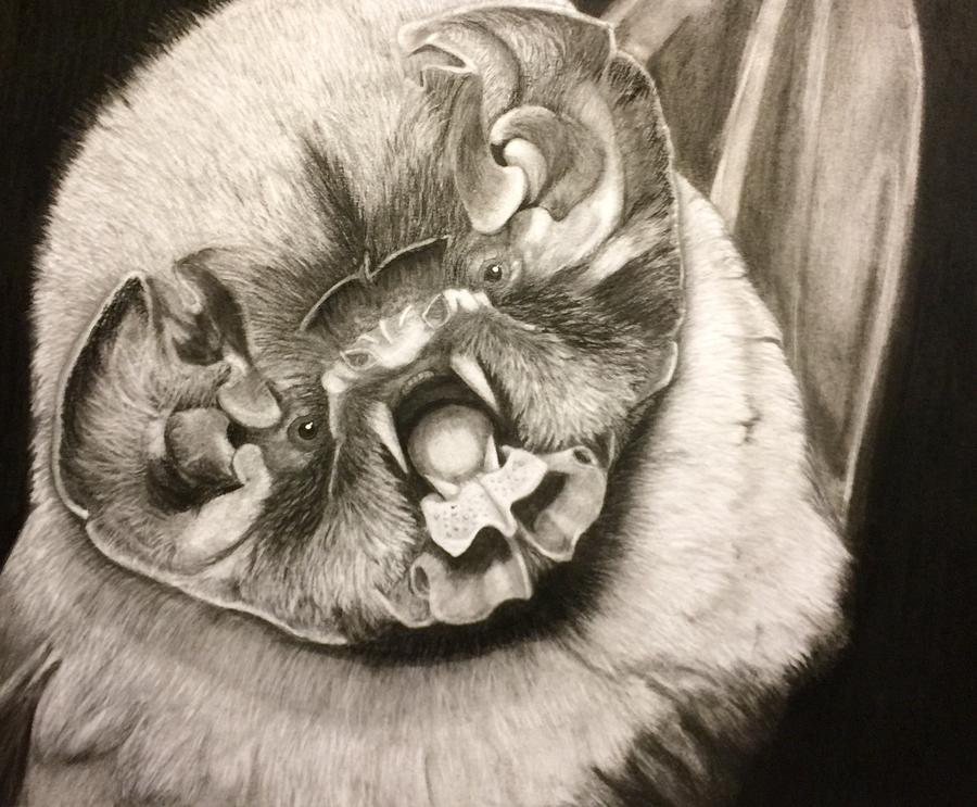 900x743 Ghost Face Bat Drawing - Bat Face Drawing