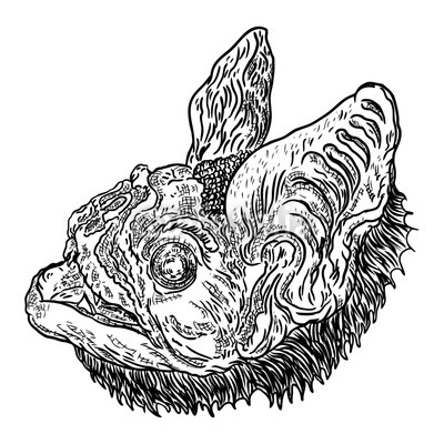 400x400 Bat Head Or Face Drawing Gothic Illustration Of Monsters - Bat Face Drawing