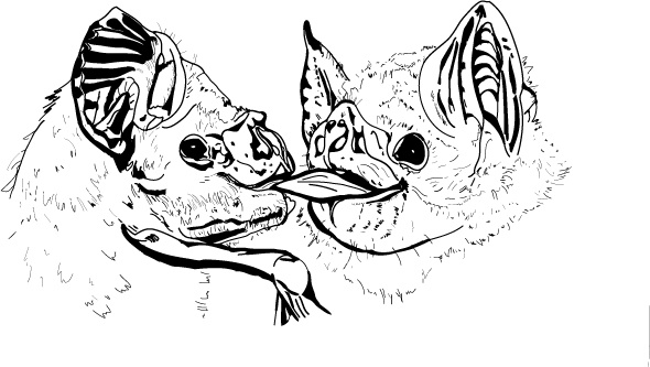 590x333 paper on food sharing submitted carter lab - Bat Line Drawing