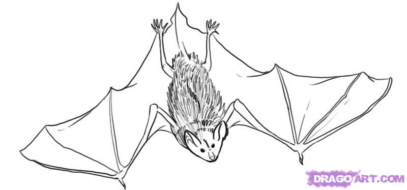 800x374 Step How To Draw A Brown Bat - Bat Line Drawing