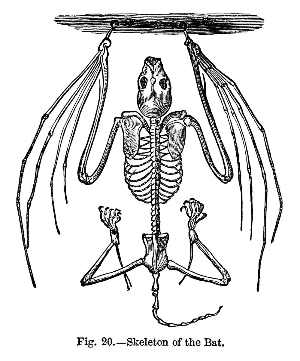 999x1200 bat skeleton free vintage clip art halloween inspiration bat - Bat Skeleton Drawing