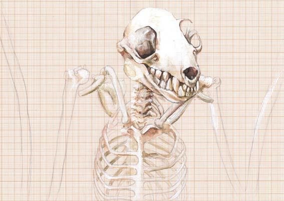567x401 Bat Skeleton Hazel Adams Illustrations - Bat Skeleton Drawing