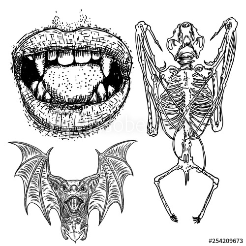 500x500 bat and bat skeleton set drawing human lips with fangs gothic - Bat Skeleton Drawing