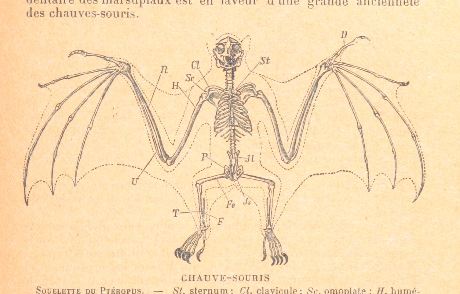 Bat Skeleton Drawing at Explore collection of Bat