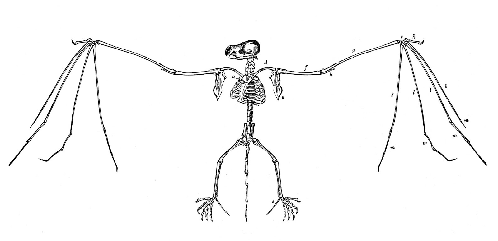 1600x775 Skeleton Drawing Bat For Free Download - Bat Skeleton Drawing