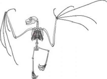 423x312 bone to his bone - Bat Skeleton Drawing