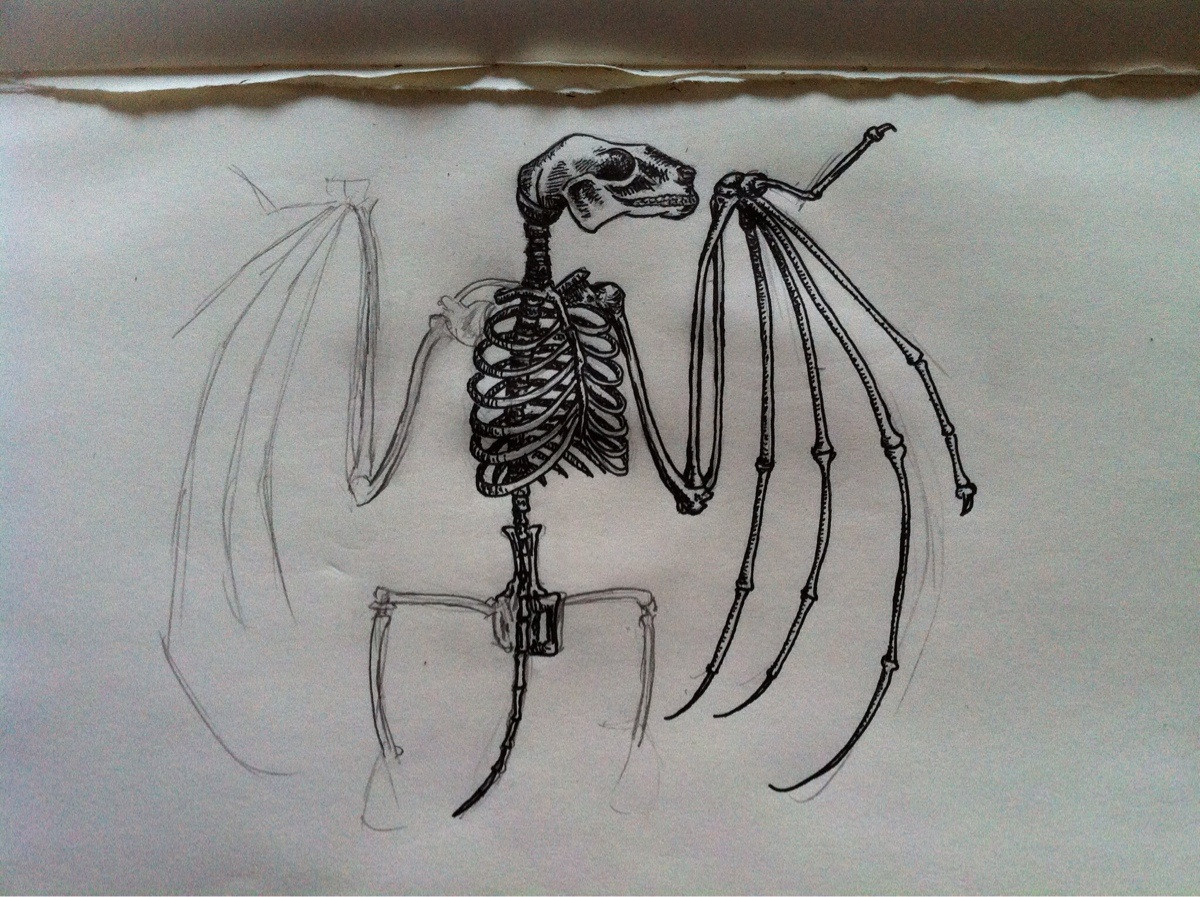 1200x897 posted my first drawing on rsketchdaily a bit ago, but it seems - Bat Skeleton Drawing