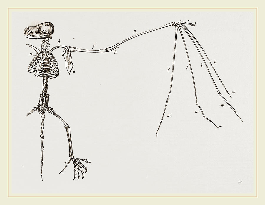 900x696 Skeleton Of Bat Drawing - Bat Skeleton Drawing