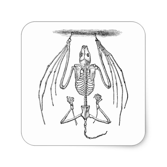 540x540 Vintage Bat Skeleton - Bat Skeleton Drawing