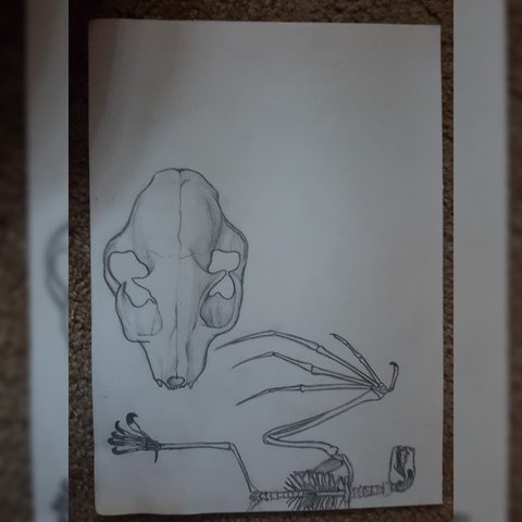 480x480 Cat Skull And Bat Skeleton Drawing - Bat Skeleton Drawing