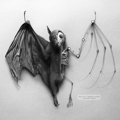 500x499 Fruitbat Skeleton Mineral Specimen - Bat Skeleton Drawing