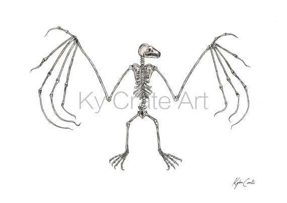 570x403 Bat Skeleton Etsy - Bat Skeleton Drawing