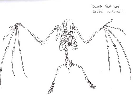 576x434 Bat Skeleton Drawing - Bat Skeleton Drawing