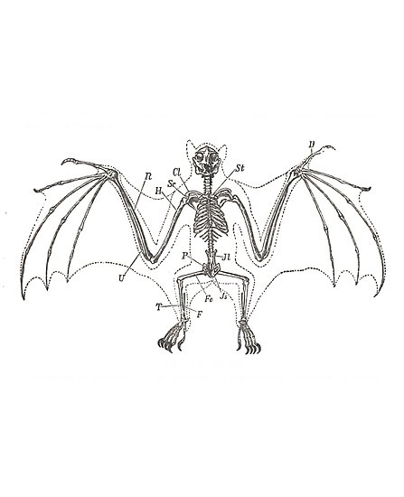 447x550 Bat Skeleton Posters - Bat Skeleton Drawing