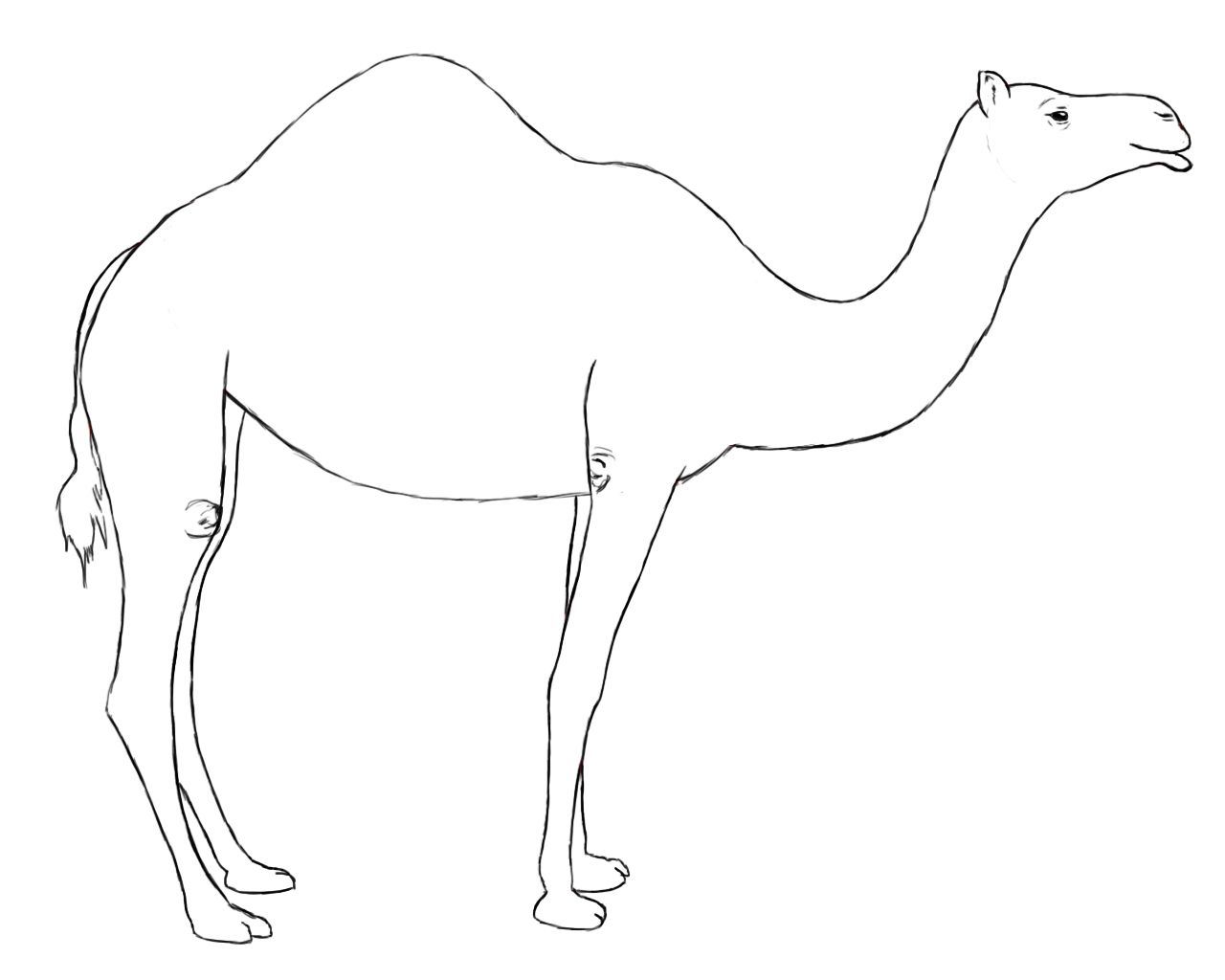 1280x1024 How To Draw A Camel - Be Drawing