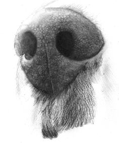 236x283 how to draw dog eyes that look amazingly realistic animals - Be Drawing