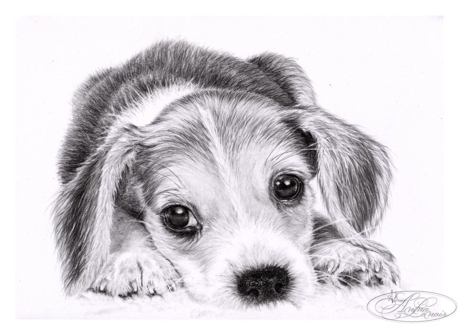 Beagle Drawing at PaintingValley.com | Explore collection of Beagle Drawing