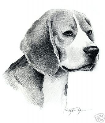 343x400 beagle dog drawing pencil large art x signed djr for sale - Beagle Drawing