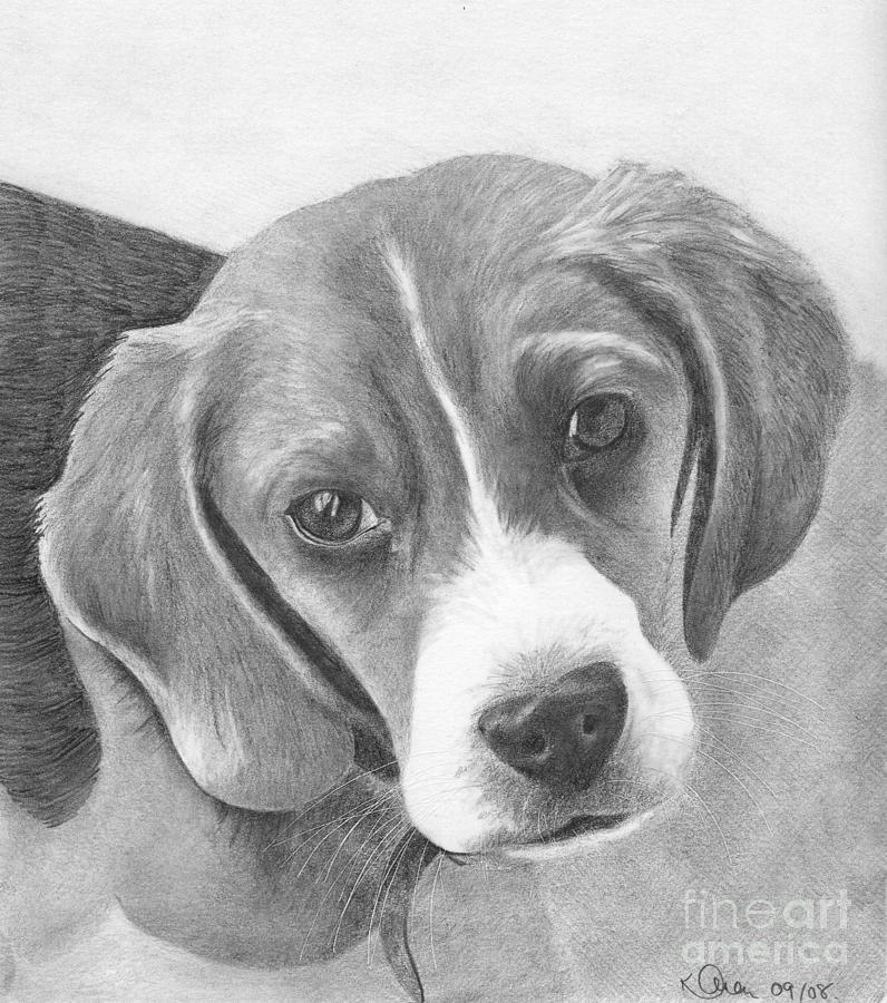 796x900 beagle drawing - Beagle Drawing