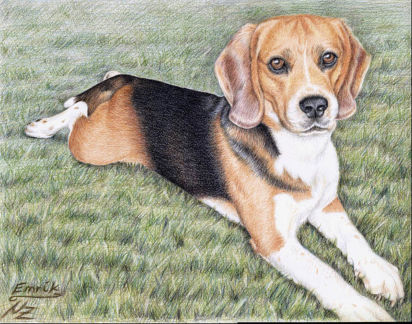 600x472 beagle drawing - Beagle Drawing