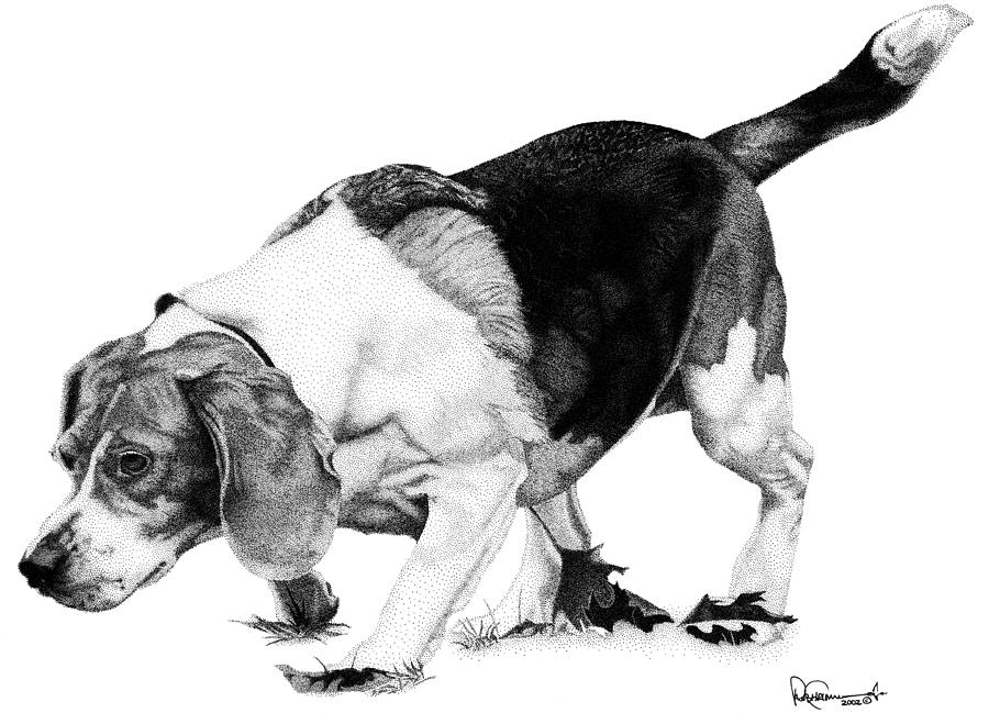 900x649 beagle on the hunt drawing - Beagle Drawing