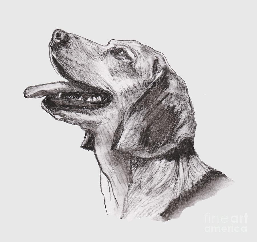 900x848 beagle portrait charcoal drawing drawing - Beagle Drawing