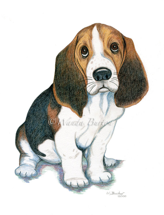 570x745 beagle drawing head for free download - Beagle Drawing