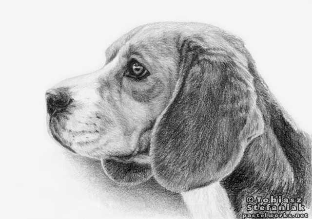 640x450 beagle drawing pet portraits animal art - Beagle Drawing