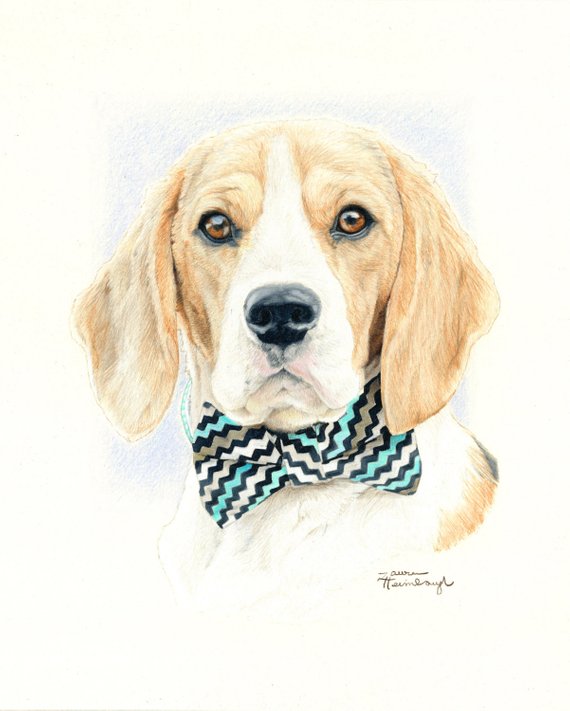 570x711 greeting card of beagle drawing etsy - Beagle Drawing
