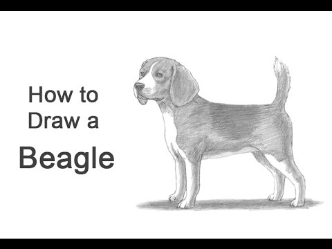 480x360 how to draw a dog - Beagle Drawing